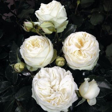 Róża WEDDING PANO ROMANTYCZNA DONICZKA
