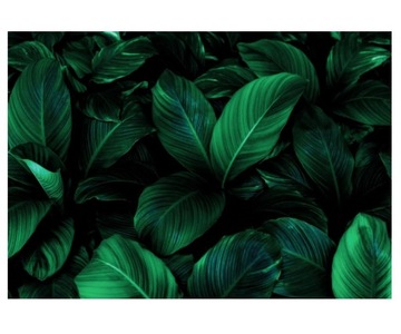 Fototapeta 416x290cm liście Spathiphyllum