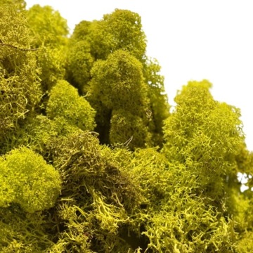 [59026] Naturalny mech chrobotek seledynowy 100g