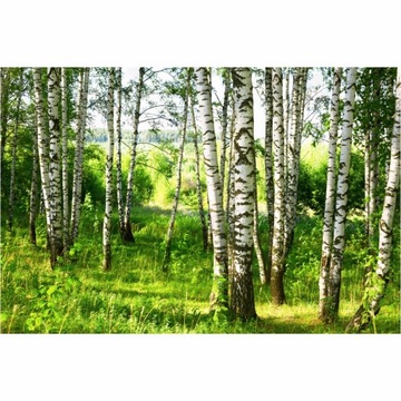 Tapeta słoneczny brzozowy las 50x280 cm fototapeta