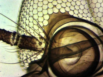 DLT-Cam Basic 2-мегапиксельная камера для микроскопа с USB 2.0