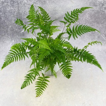 Paprotnik chiński (Polystichum tsus-simense) azjatycka paproć MIKROKLIMAT