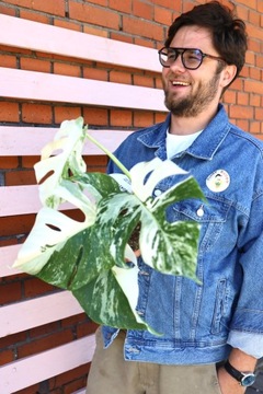 Monstera Variegata|SADZONKA CIĘTA ROŚLINY