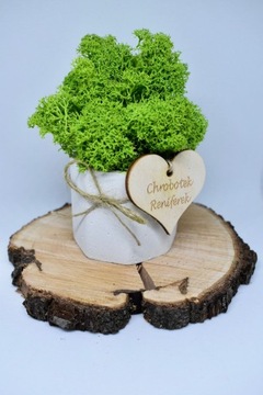 Раздражительный мини-лес в бетонном горшке