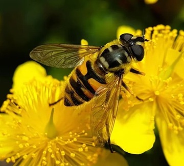 Объектив Super Macro Lens 100mm HD для телефона, смартфона/iPhone