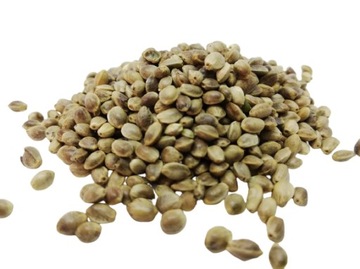 KONOPIE - super zanęta/przynęta na ryby - 1 kg