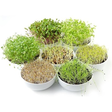 Контейнер для рассады SPRINGING BOWL с ситечком и крышкой