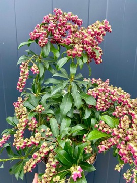 Pieris Japan Valley Valentine РОЗОВЫЙ АРОМАТНЫЙ ХИТ