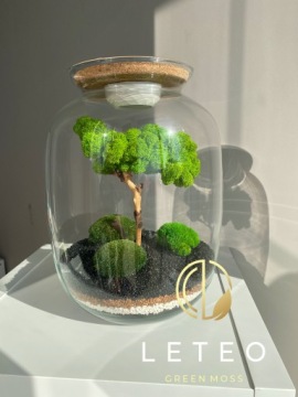 лес в банке мох бонсай хроботек растения из мха уникальный подарок премиум класса