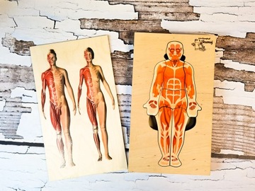 Человеческое тело, деревянный пазл, 4 слоя, анатомия.
