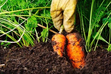 AGRECOL НАТУРАЛЬНЫЙ ВЕРМИКОМПОСТ БИОГУМУСНОЕ УДОБРЕНИЕ ИЗ КАЛИФОРНИИЙСКИХ ДОЖДЯНЫХ ЧЕРВЕЙ