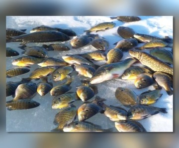 АВТОМАТИЧЕСКАЯ ЛЕДОВАЯ ПАТАРКА MISTRAL