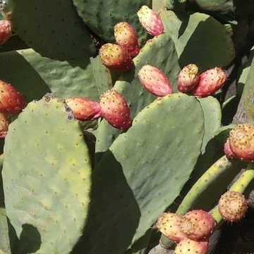 Масло опунции 10 мл.