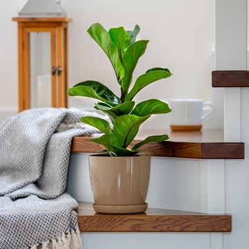 ЦВЕТОЧНЫЙ ГОРШОК С ПОДСТАВКОЙ С ПЛАСТИКОВОЙ КРЫШКОЙ ЦВЕТОЧНЫЙ ВАЗ 16см БЕЖЕВЫЙ ДЛЯ ЦВЕТОВ KADAX