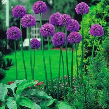 Allium Czosnek Ozdobny Gladiator 1szt. cebulka XXL