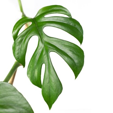 Philodendron MINIMA Monstera Minima MALUCH