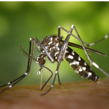 СПРЕЙ ОТ КОМАРОВ И КЛЕЩЕЙ КОМАРНЫЙ ПРЕДСТАВИТЕЛЬ СИЛЬНЫЙ КОНЦЕНТРАТ 10л