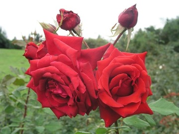 Róża wielkokwiatowa Ena Harknes- paszport