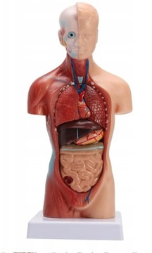 АНАТОМИЧЕСКАЯ МОДЕЛЬ ТЕЛА ЧЕЛОВЕКА ОРГАНЫ ЧЕЛОВЕКА АНАТОМИЯ ТОРСА ЧЕЛОВЕКА