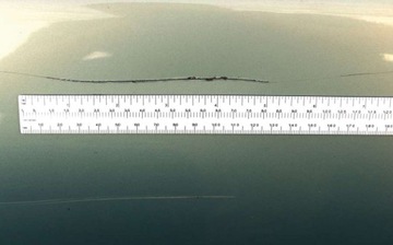 Гибкая магнитная линейка 600 мм.