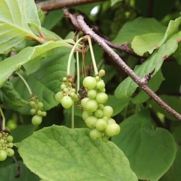 Лимонник китайский (Schisandra chinensis) P9/C1