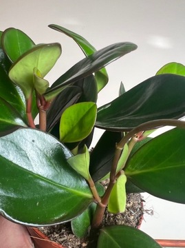 Peperomia clusiifolia Red Margin Duże Liście