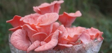 Колышки мицелия PINK OYER MOOD 20 шт. для домашнего выращивания