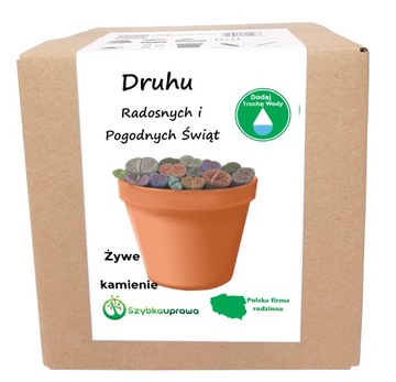 ŚWIĄTECZNY PREZENT DLA DRUHA ZESTAW ŻYWE KAMIENIE
