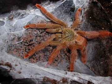 Pseudoclamoris gigas Цитрусовый тарантул 2,5 см