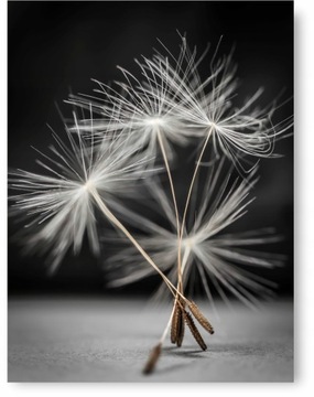 DMUCHAWIEC plakat B2 50x70cm #2A2