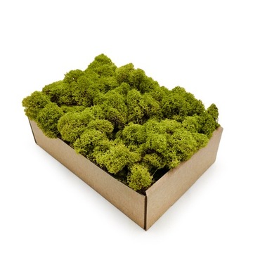 Mech chrobotek Fiński 50g Limonkowy