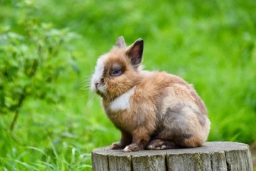 ДРЕВЕСНЫЕ ПЕЛЛЕТЫ НАСТОР ДЛЯ КОШЕК И ГРЫЗУНОВ 15 КГ ПЕЛЛЕТЫ