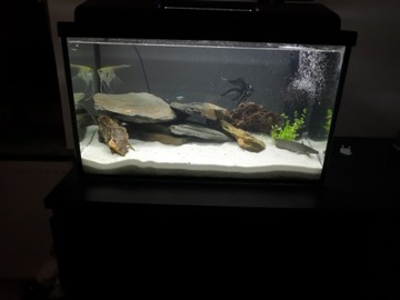 ŁUPEK SZAROGŁAZOWY DEKORACJA 5-30 cm 20 kg