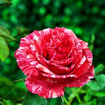 Róża pnąca historyczna Ferdinand Pichard wyjątkowy kwiat sadzonka 3L