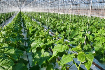 Струна полипропиленовая 50 дкг толщиной 500 м толщиной 2 мм.