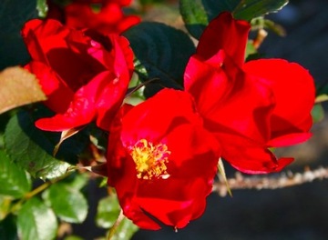 RÓŻA JADALNA CZERWONE PACHNĄCE KWIATY Rosa Rugosa ZDROWE OWOCE sadzonka