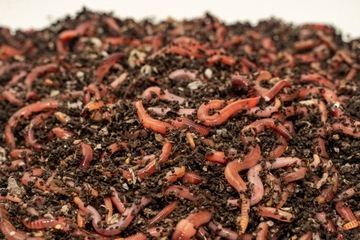 ok. 200 szt Dendrobena Czerwone Robaki Dżdżownice 150 gr