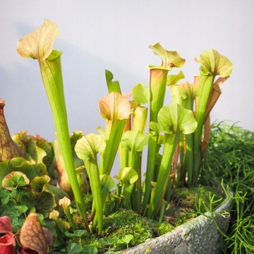 Специализированный субстрат для мухоловок и черных ловцов.