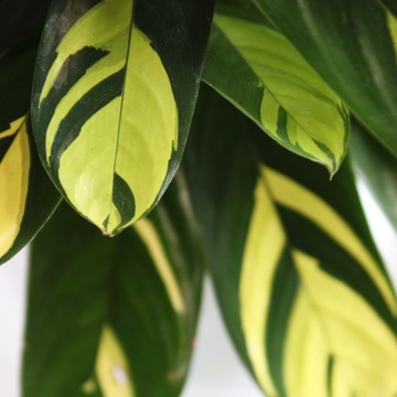 Ctenanthe lubbersiana GOLDEN MOSAIC maluch