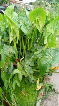 Гигантская водяная стрела Sagittaria Gigantea