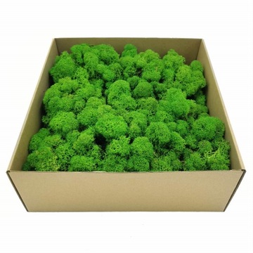 Mech Chrobotek - Alpejski - Oczyszczony - Jasnozielony 250g NETTO