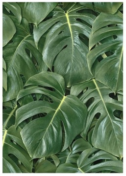 Обои Раш 441802