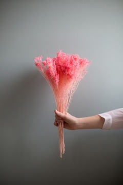 Suszone kwiaty Broom Bloom różowy żarnowiec suszki bukiet do dekoracji