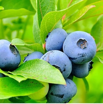 Borówka amerykańska BLUEGOLD OBFICIE owocuje sadzonka w DONICZCE do ogrodu