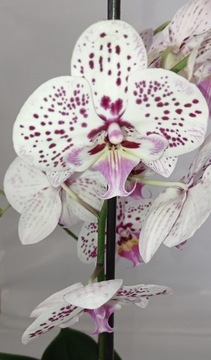 PHALENOPSIS storczyk 6 big lip