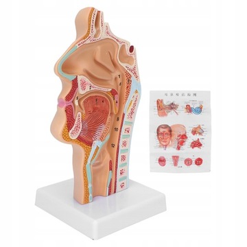 ANATOMICZNY MODEL JAMY USTNEJ NOSA I GARDŁA