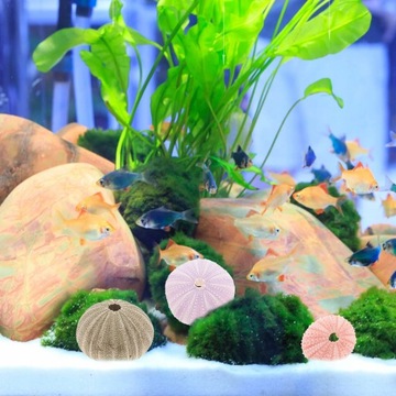 Поделки Украшения из ракушек морского ежа 6 шт.