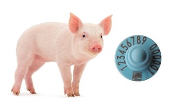 Серьги для благополучия стада для свиноматок, 40 шт.