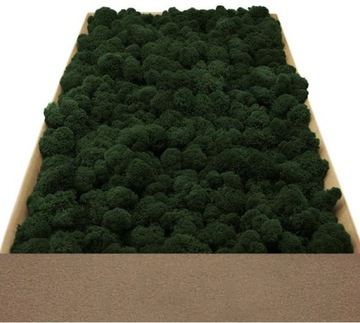 Mech Chrobotek Fiński - dark green - 100g