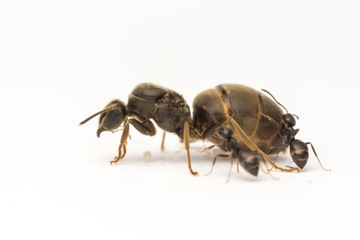 Муравьи для формикария, террариума - Lasius niger плюс корм для Lasius niger